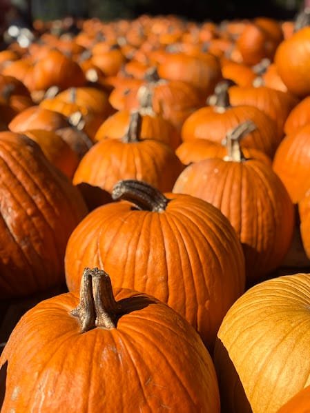 Rows of pumpkins at the Isle of Faith pumpkin patch